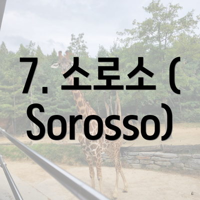 7. 소로소 (Sorosso)